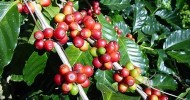 caffe_1