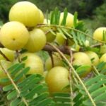 Corso di Alimentazione Ayurvedica