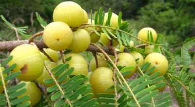 Corso di Alimentazione Ayurvedica